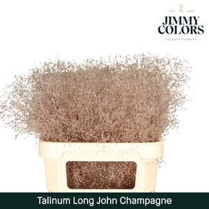 Talinum Long John L80 Champagne