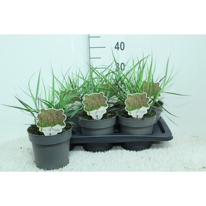 Panicum virgatum