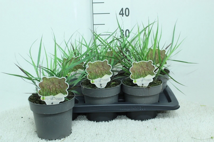 <h4>Panicum virgatum</h4>