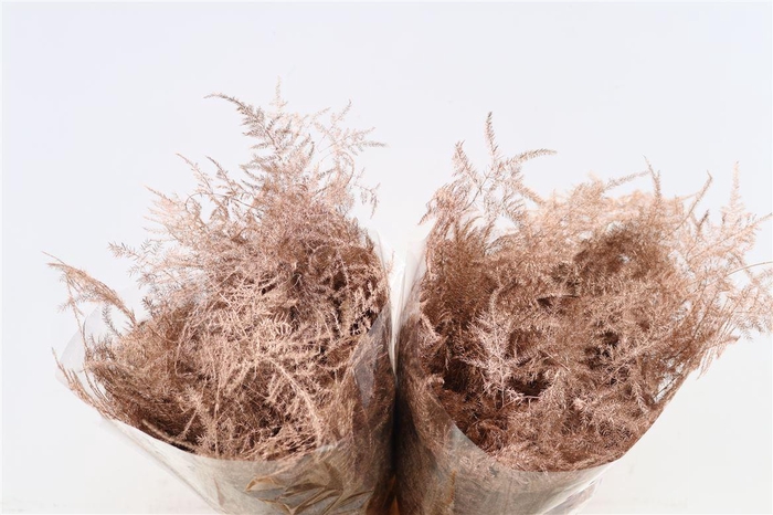 <h4>Asp Kbh Kort Koper</h4>