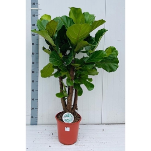 FICUS LYRATA