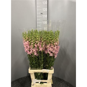 Antir Poto Appleblossom