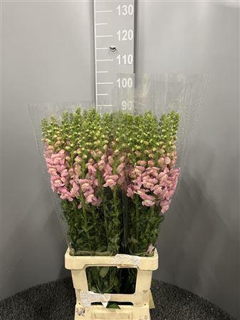 <h4>Antir Poto Appleblossom</h4>