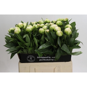 Paeonia Madame Claude Tain