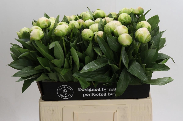 Paeonia Madame Claude Tain