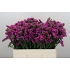 Limonium sinuatum Rosa Sun Birds