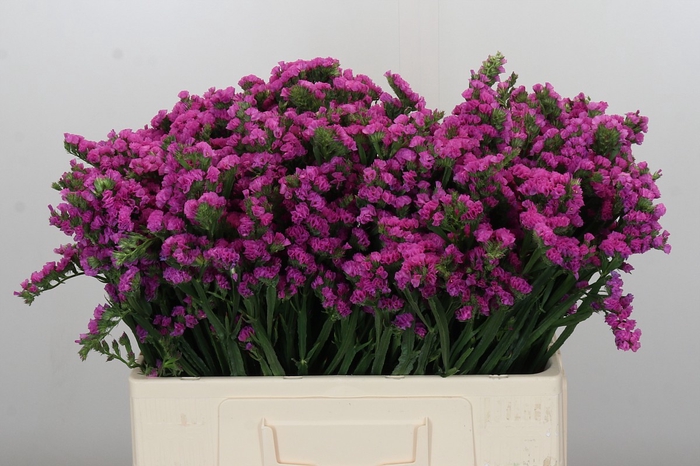<h4>Limonium sinuatum Rosa Sun Birds</h4>