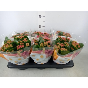 Kalanchoe blos. 'RosDon Victorio'