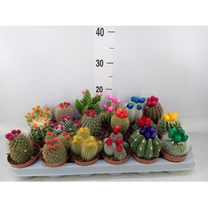 Cactus   ...decorated