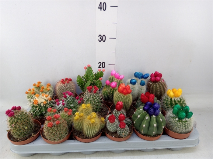 <h4>Cactus   ...decorated</h4>