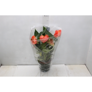 ANTHURIUM VARIADO P17