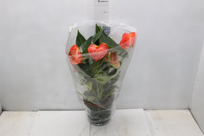 <h4>ANTHURIUM VARIADO P17</h4>