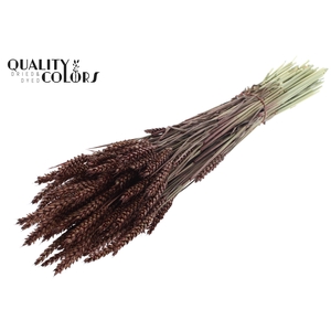 Triticum per bunch Brown