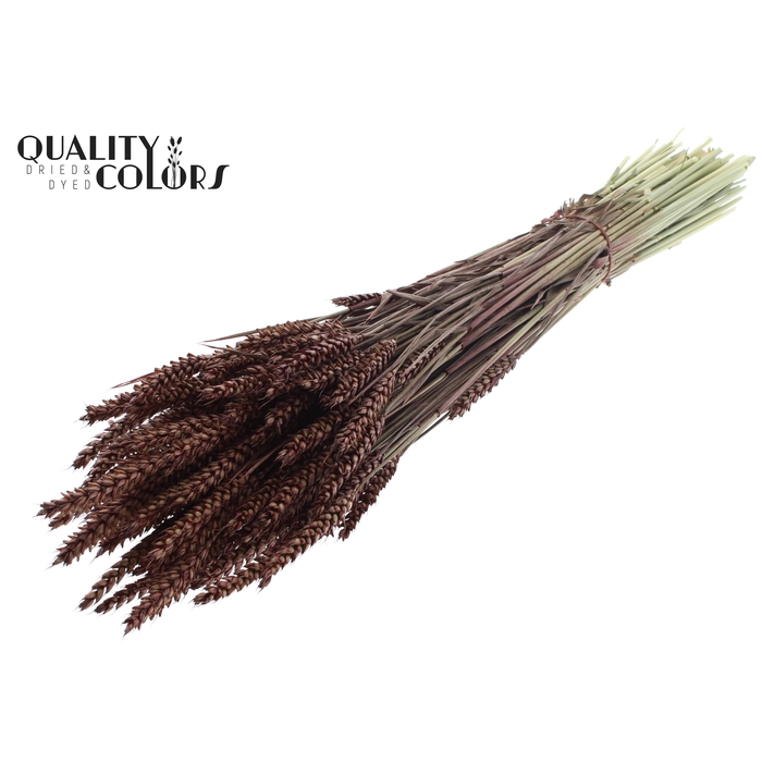 <h4>Triticum per bunch Brown</h4>