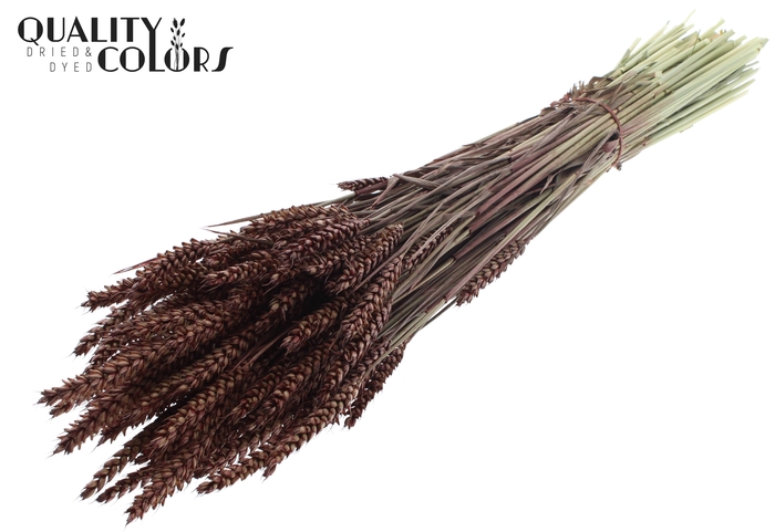 Triticum per bunch Brown