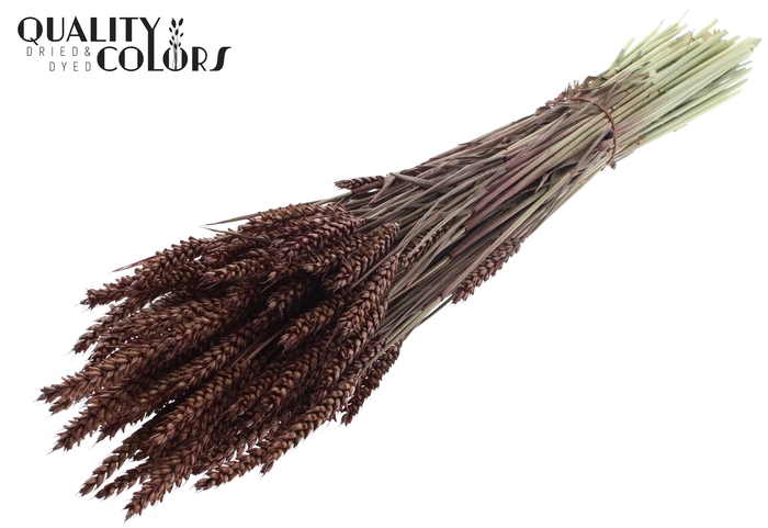 <h4>Triticum per bunch Brown</h4>