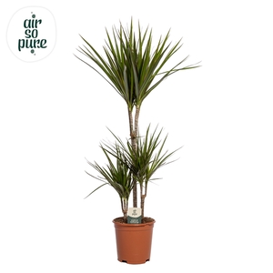 Dracaena Marginata p21, 45+15+10 (Air so Pure)