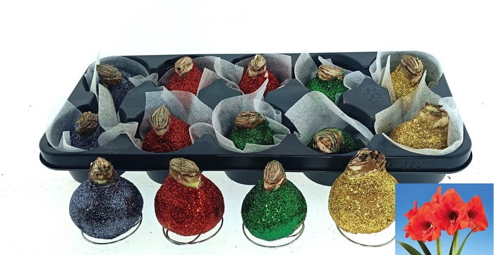 <h4>BLOEMBOL HIPPEASTRUM</h4>