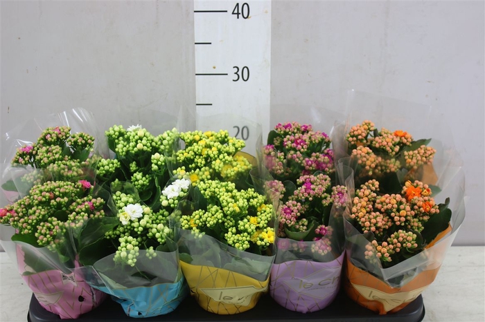 <h4>Kalanchoe Rosalina Mix</h4>