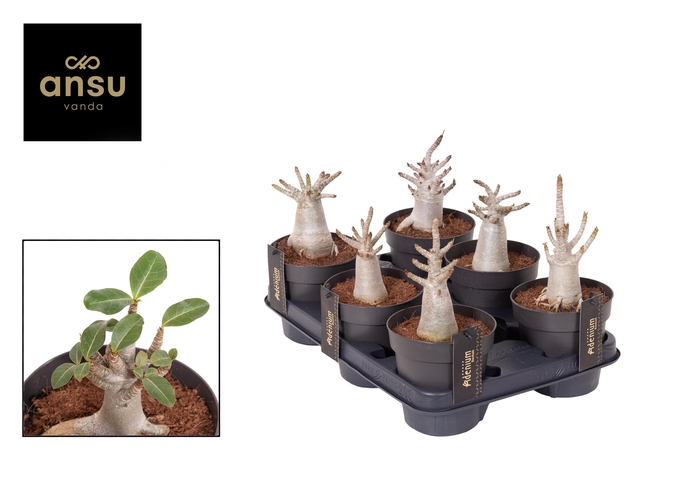 <h4>Adenium "Ansu" Baobab Small</h4>