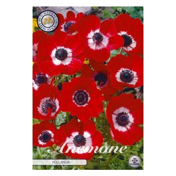 <h4>Anemone Coronaria Hollandia x20 5/6</h4>