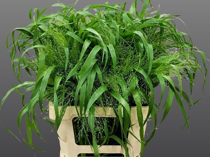 <h4>PANIC VI FONTAINE</h4>