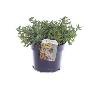 Sedum spurium Tricolor