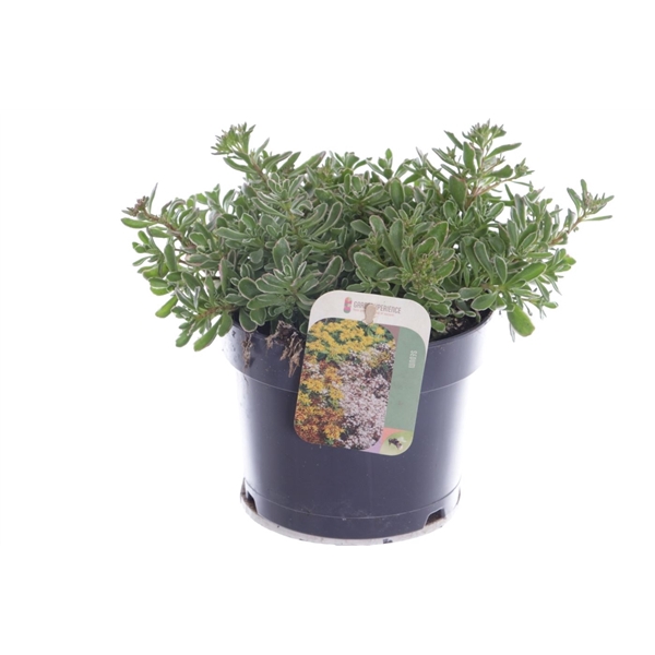 <h4>Sedum spurium Tricolor</h4>