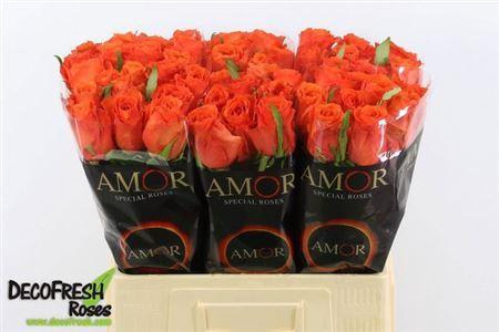 <h4>R Gr Oange New!!</h4>