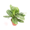 Aglaonema Stripes