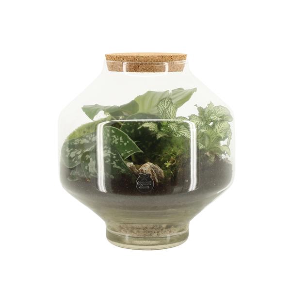 <h4>90717: Terrarium arrangement</h4>