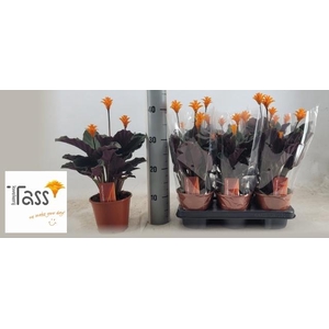 CALAT CROCATA