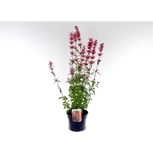 Agastache mexicana Red Fortune