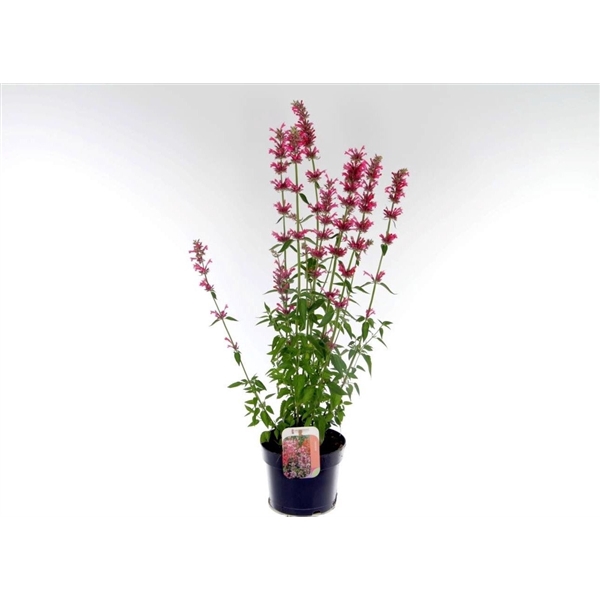 Agastache mexicana Red Fortune