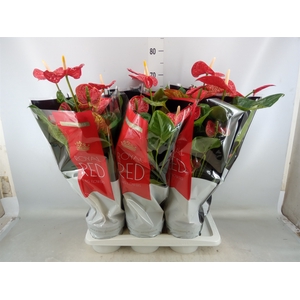 Anthurium andr. 'Madural'