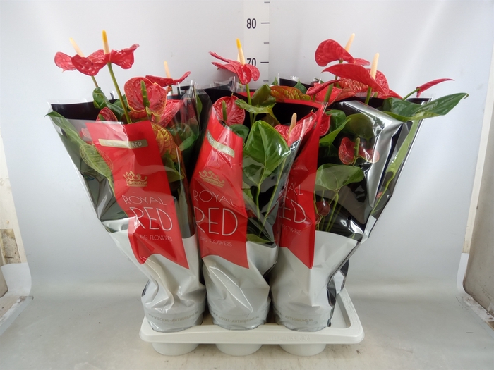 <h4>Anthurium andr. 'Madural'</h4>