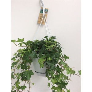 Hedera helix groen - hangpot wit / basic