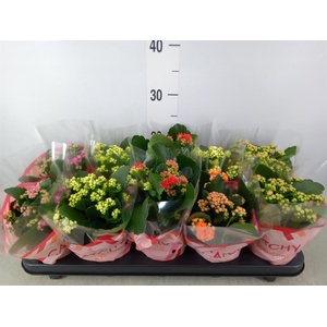 Kalanchoe blos.   ..rosebud mix  5