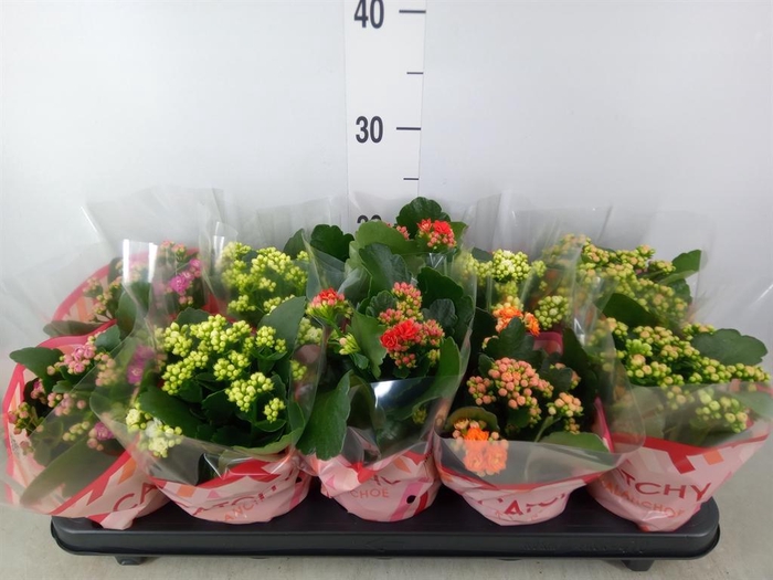 <h4>Kalanchoe blos. ..rosebud mix 5</h4>