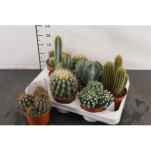 Cactus Gemengd 10.5 Cm. Pot