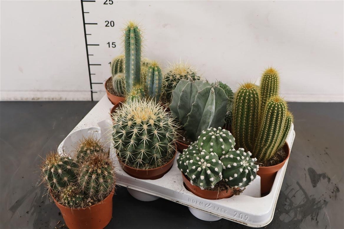 <h4>Cactus Gemengd 10.5 Cm. Pot</h4>
