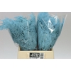Aspa 1e Veren Light Blue X50