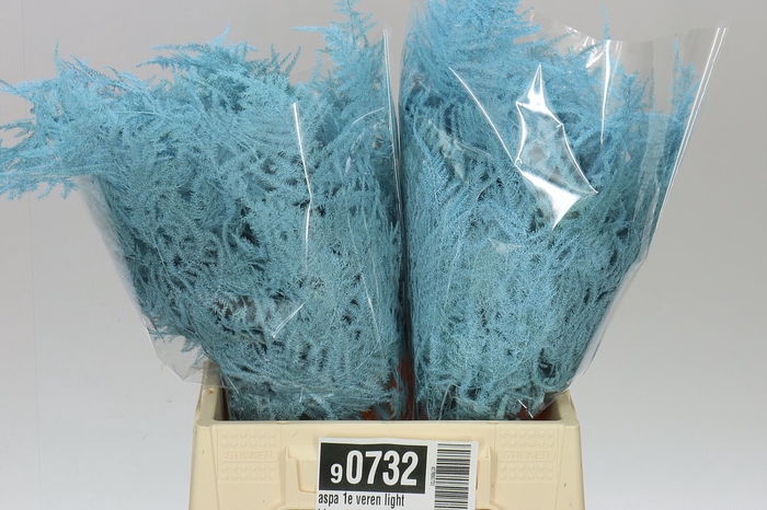 Aspa 1e Veren Light Blue X50