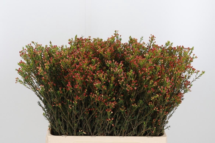 <h4>Chame Blondie Bes</h4>