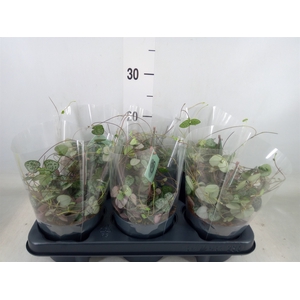 Ceropegia woodii ssp. woodii