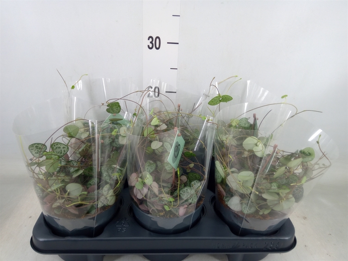 <h4>Ceropegia woodii ssp. woodii</h4>
