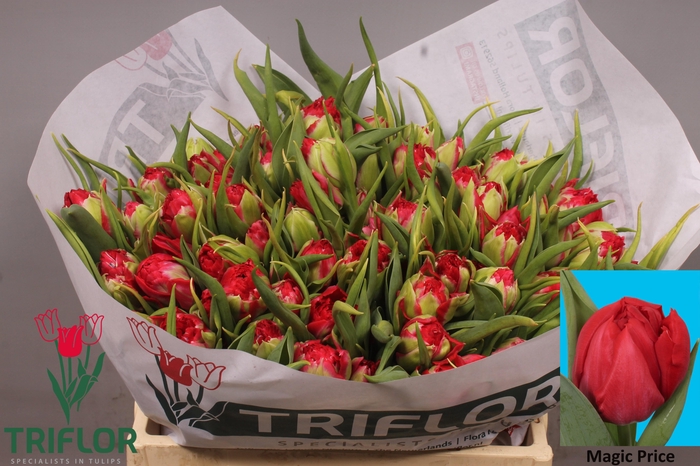 <h4>TU DU MAGIC PRICE</h4>