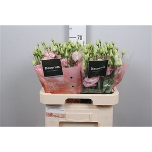 Eus G Alissa Light Pink Ex