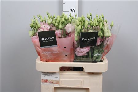 <h4>Eus G Alissa Light Pink Ex</h4>