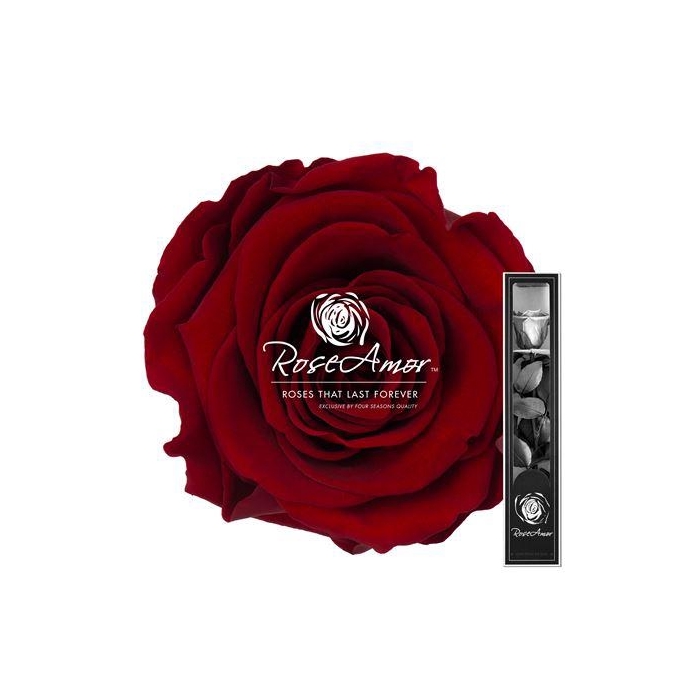 <h4>30cm Stem Red01</h4>